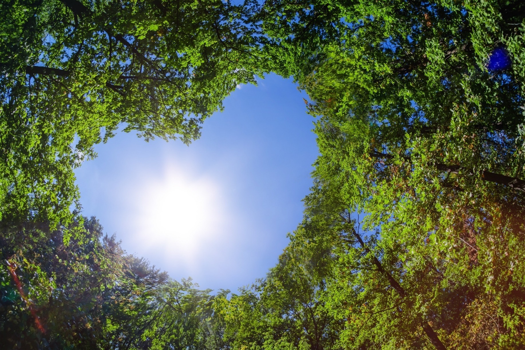 Nachhaltigkeit - Baumherz Baumwipfel bilden ein Herz welches den blauen Himmer mit der Sonne zeigt